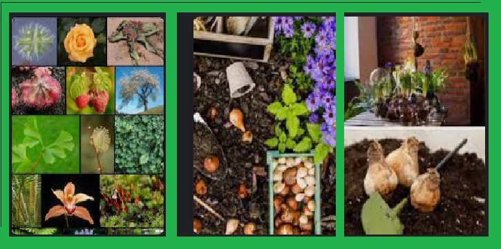 Chapter 06: Live trees and other plants; bulbs, roots and the like; cut flowers and ornamental foliage