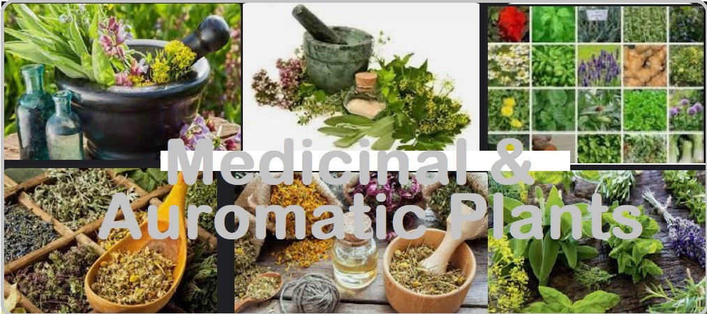 Medicinal and Aromatic Plants Exporting Procedure