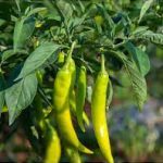 Growing Global Demand for Green Chilli Oil in the Export-Import Market