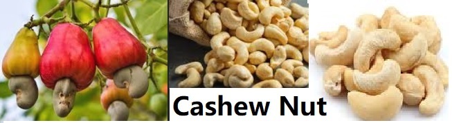 Anticipating Cashew Import and Export Trends: A Global Outlook for 2024-2025