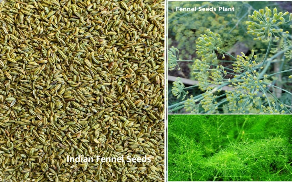 Indian Fennel Seeds Exporting to Worldwide