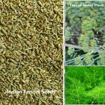 Indian Fennel Seeds Exporting to Worldwide